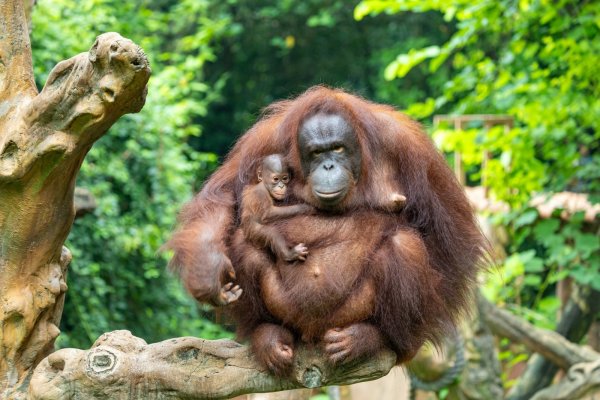 配资盘 国际红毛猩猩日广州红毛猩猩宝宝亮相，取名“红毛丹”